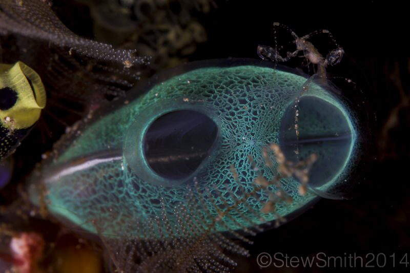 Skeleton Shrimp on Tunicate by Stew Smith 