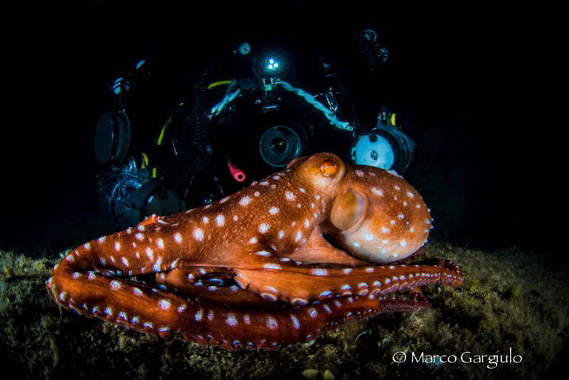 Gabry with Octopus macropus by Marco Gargiulo 