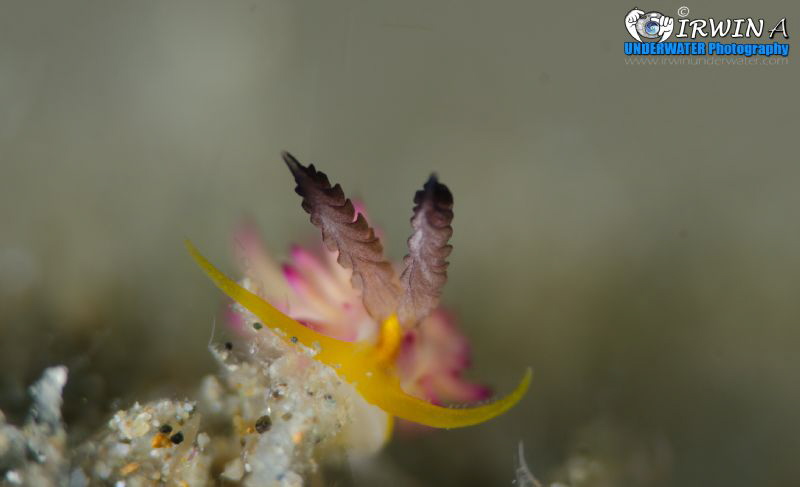S M I L E 
Beautiful Nudibranch (Favorinus pacific us) P... by Irwin Ang 
