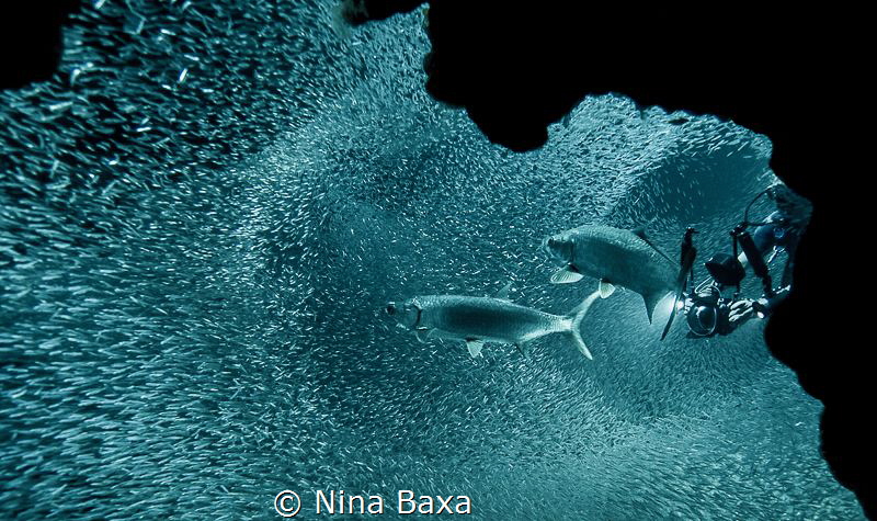 Innerspace.
Diver and Tarpon with Silversides – Grand Ca... by Nina Baxa 
