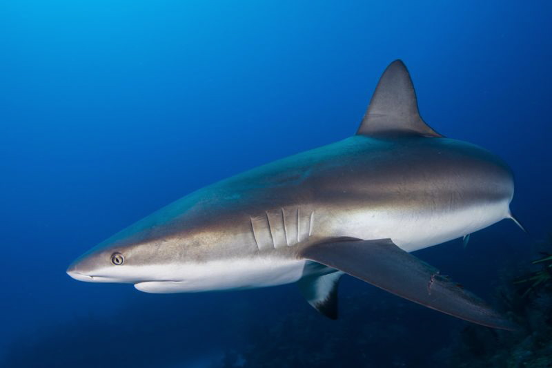 Reef shark with bite marks on pectoral fin by Paul Colley 