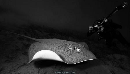 ...a chance to make a picture - Eagle ray, Canon EOS40D, ... by Ivan Vychodil 