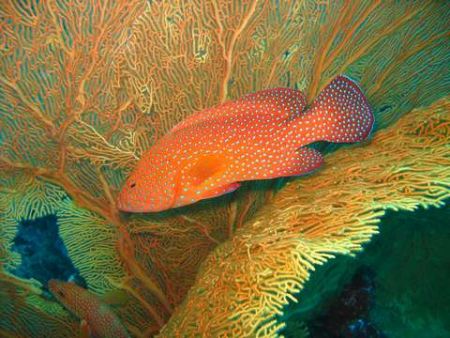 Coral Grouper taken by a sea fan. Similan Islands by Wan Zainal Puteh 