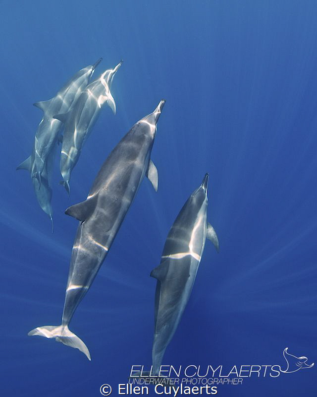 "Blue"
Spinner dolphins in Kona by Ellen Cuylaerts 