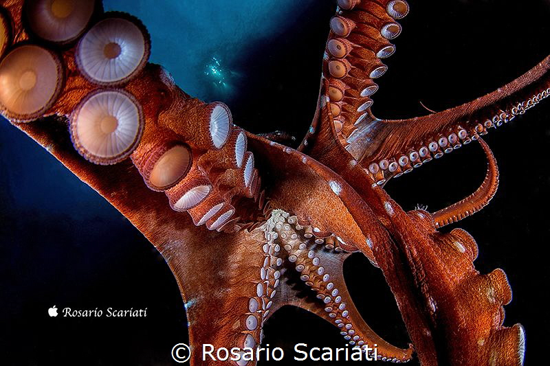 Octopus macropus by Rosario Scariati 