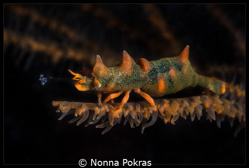 Dragon shrimp by Nonna Pokras 