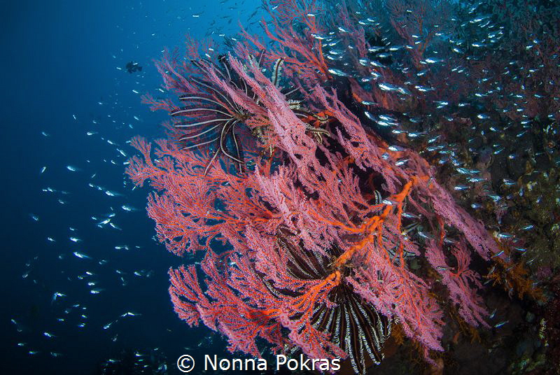 Reef life by Nonna Pokras 