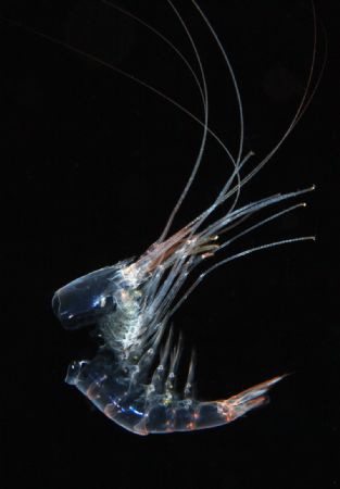 Shrimp exoskeleton recently molted - Saipan Grotto by Martin Dalsaso 