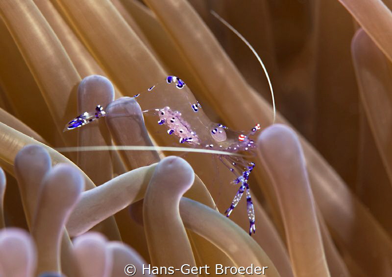 Anemone shrimp by Hans-Gert Broeder 