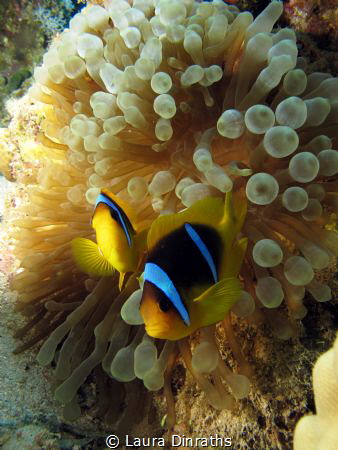A couple of Red Sea anemonefish in their anemone by Laura Dinraths 