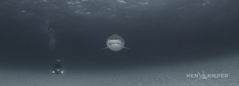 Tiger Shark w/ Underwater Cameraman
Canon 5D3
8-15mm fi... by Ken Kiefer 