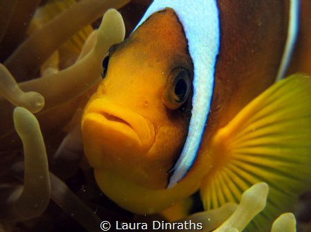 Red Sea anemonefish by Laura Dinraths 