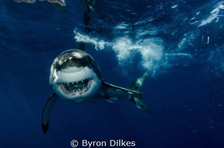 HOW ABOUT A HUG? A large, male white shark in ‘full attac... by Byron Dilkes 