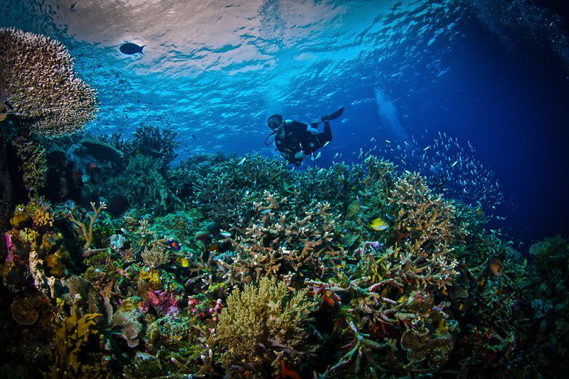The perfect reef to me. Teeming with life and color in th... by Steven Miller 
