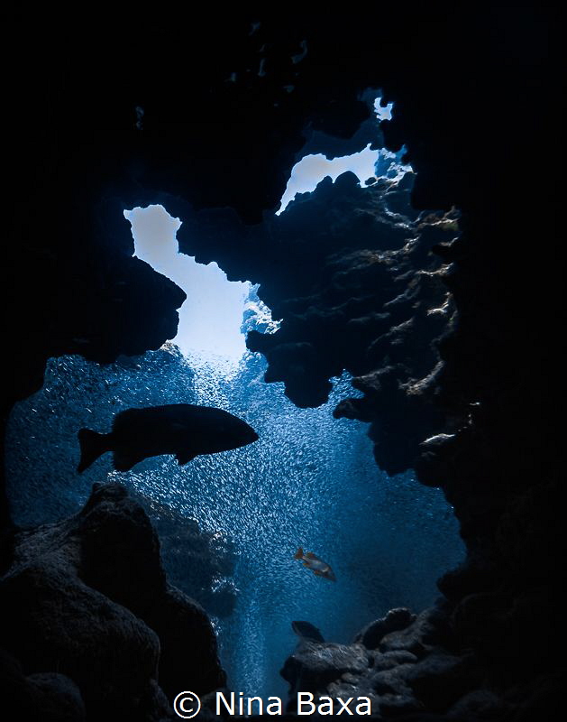 Grotto Silhouette. 
Black Grouper with Silversides. Scho... by Nina Baxa 
