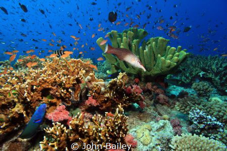 Fiji Wide angle reef shot. by John Bailey 