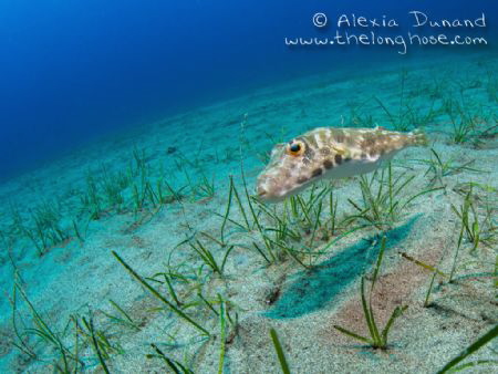 Band-tail puffer fish, Sphoeroides spengleri. Following m... by Alexia Dunand 