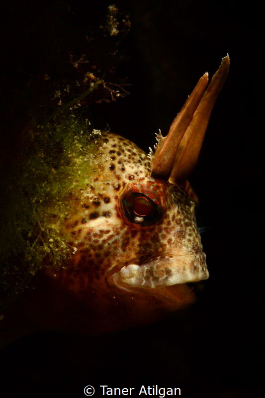 Blenny from Istanbul by Taner Atilgan 