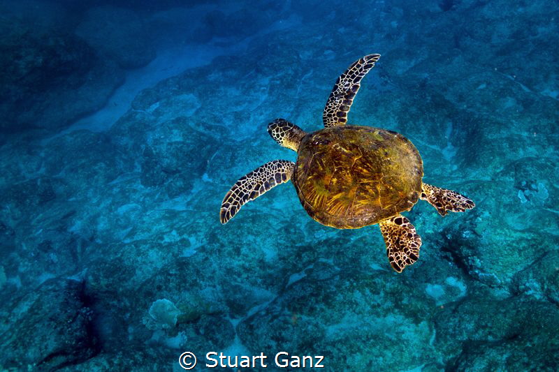 Little Green sea turtle enjoying a morning swin in the bl... by Stuart Ganz 