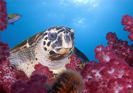 Turtle Portrait, on top of the Yongala Wreck. GBR by Andy Lerner 