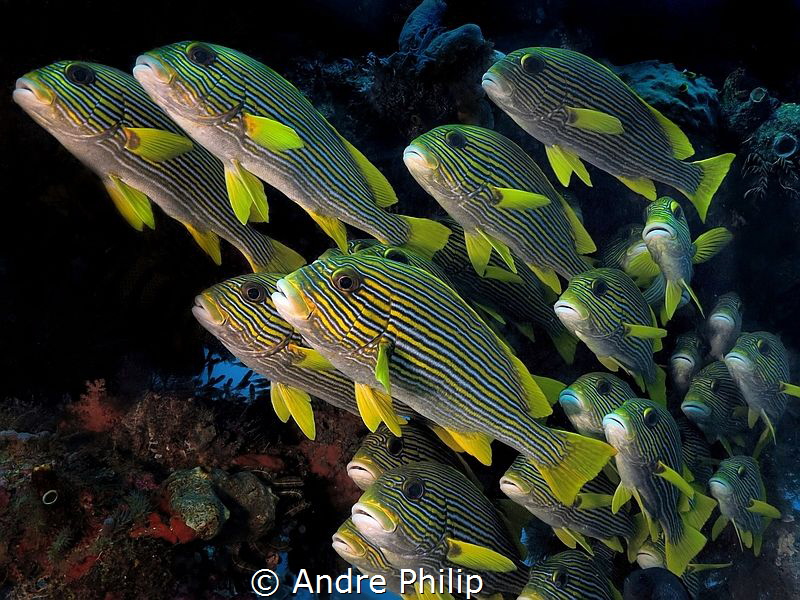 The parade of sweetlips by Andre Philip 