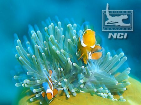 clownfish and anenomie host slow shutter
speed 35mm slid... by Justin Bauer 