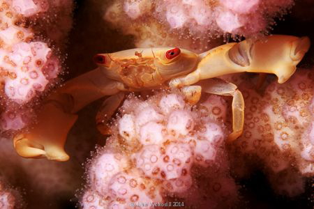 Two Tooth Guard Crab (Trapezia bidentata)in  his shelter ... by Ivan Vychodil 