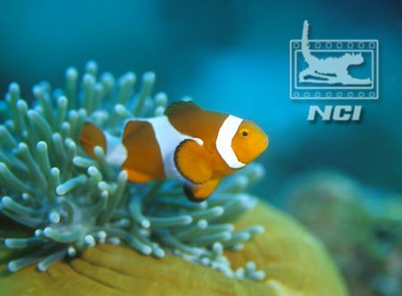 clownfish and host anenomie phillipines
canon eos 5 film... by Justin Bauer 