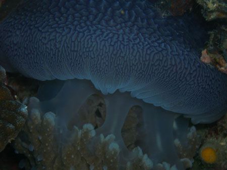 Jellyfish taken at dive n trek anilao batangas using olym... by Ernesto Yu 