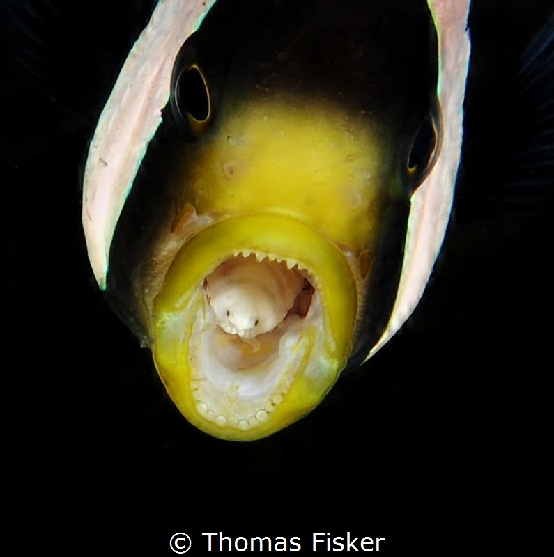 Nemo with parasite. by Thomas Fisker 