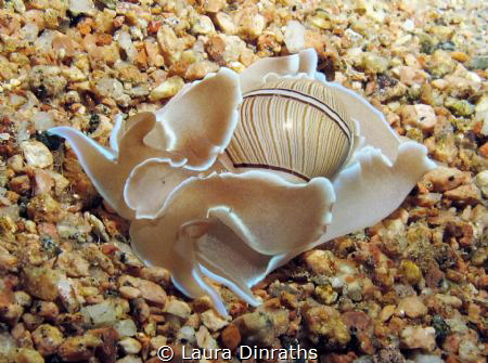Bulbous hydatina (opistobranch mollusk) on the sand durin... by Laura Dinraths 