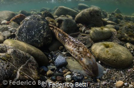 The extremely rare and hard to find sea lamprey! by Federico Betti 