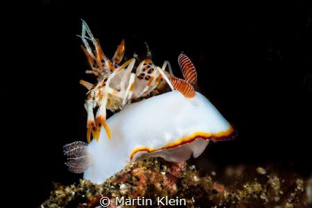 A tiger shrimp sitting on a nudibranch found in Lembeh. by Martin Klein 