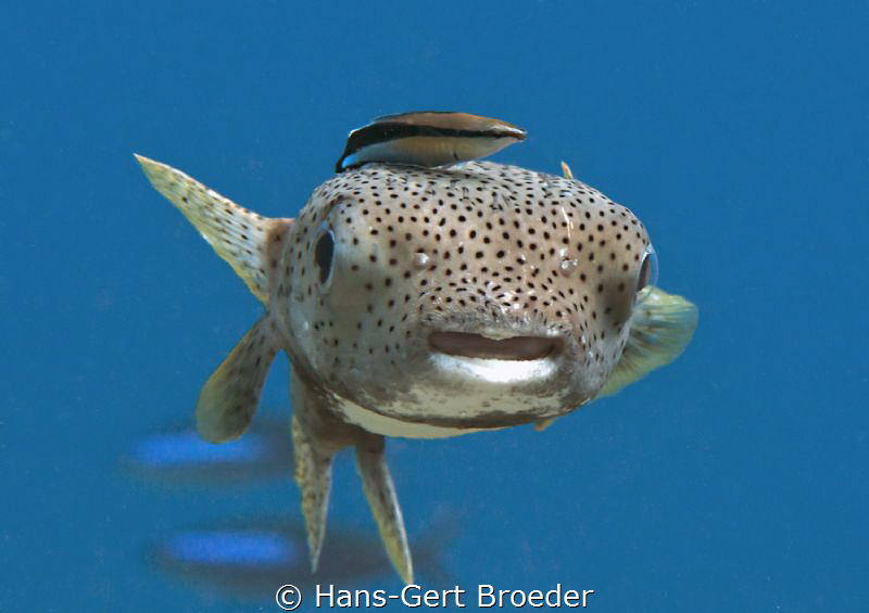 Porcupinefish
Easy rider by Hans-Gert Broeder 