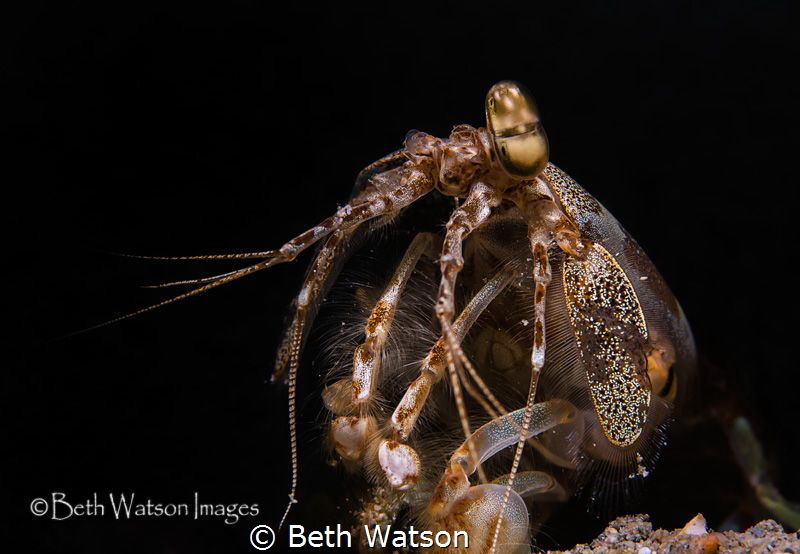 Snapping Mantis Shrimp (stomatopods) by Beth Watson 