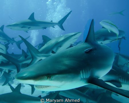 Shark and remora , taken during a shark dive in the Baham... by Maryam Ahmed 