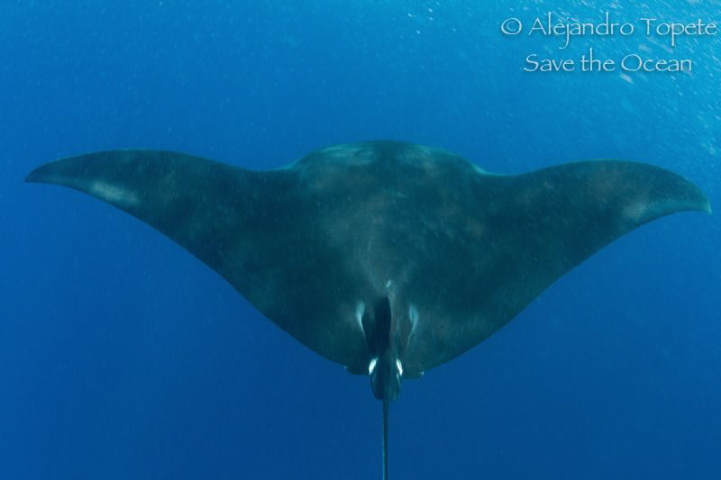 Manta Ray in the  Blue by Alejandro Topete 