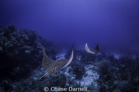 Spotted Eagle Rays Cruise the top of the wall on the Nort... by Chase Darnell 