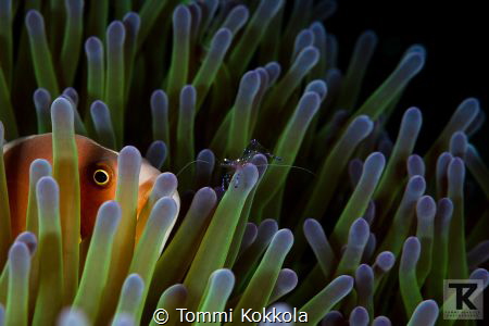 Skunk anemone fish and Sarasvati Anemone Shrimp on Anemon... by Tommi Kokkola 