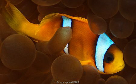 Shiny fellow - Mr Clown (Amphiprion bicinctus)in his usua... by Ivan Vychodil 