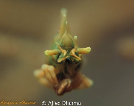 Rhino shrimp, first i saw this shrimp i was soo happy and... by Ajiex Dharma 