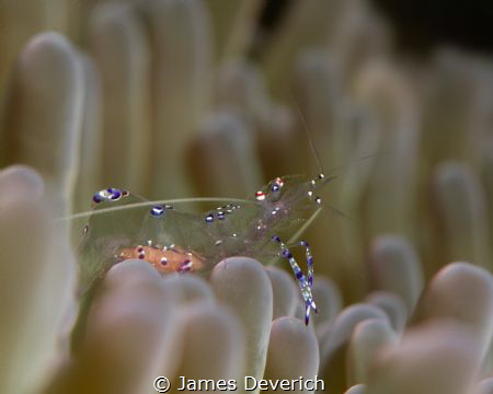 Sarasvati shrimp with eggs by James Deverich 