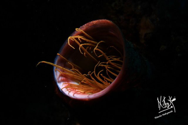 An anemonie shooted with a snoot. Not easy to find her! by Natasha Maksymenko 