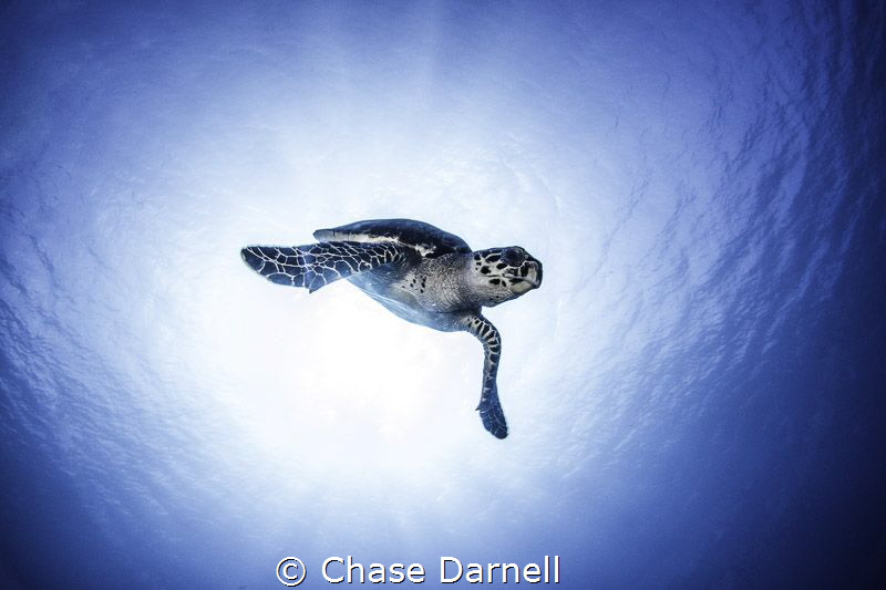 Hawksbill flying out of a sun ball! by Chase Darnell 