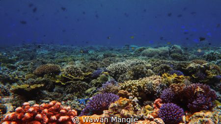 Taken at Wawonii Island, southeast of Sulawesi by Wawan Mangile 