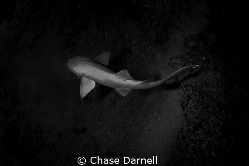 Even though just a Nurse Shark this guy is still as beaut... by Chase Darnell 