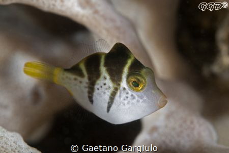 cute little mimicking file-fish by Gaetano Gargiulo 