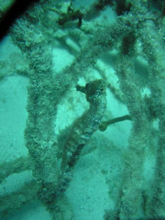 Found a sea horse, doing what they do best, in Bonaire. by Kelly Sharkey 