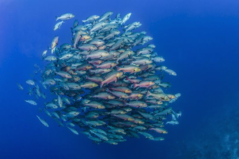 Schooling bohar snappers by Paul Colley 