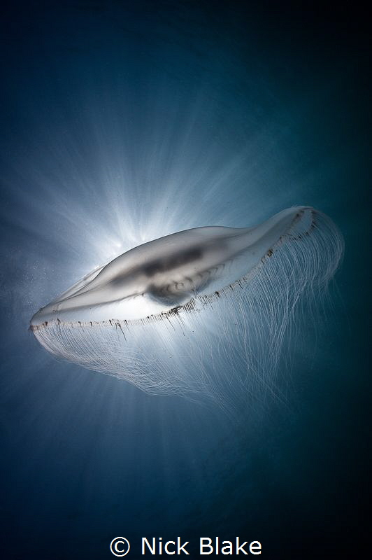 Compass Jellyfish and sunburst, Lundy Island by Nick Blake 